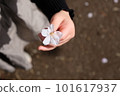 Child's hand holding cherry blossoms 101617937