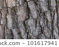 Yoshino cherry bark 101617941