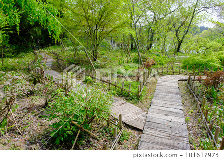 Spring Rosenberry Tawada English Garden 101617973