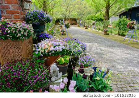 Spring Rosenberry Tawada English Garden 101618036