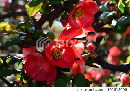 紅木瓜（木葫蘆）花Hoshunka 101618096