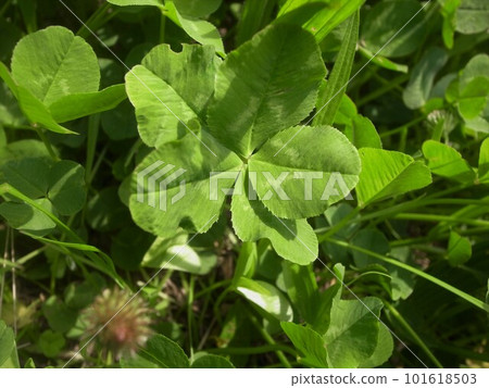 Five leaves Five leaves 101618503