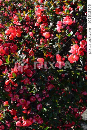 Red Mokko (Bokeh) Karaboke (Kara Mokko) Red Mokko (Bokeh) Karaboke (Kara Mokko) 101618506