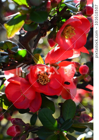 Red Mokko (Bokeh) Karaboke (Kara Mokko) Red Mokko (Bokeh) Karaboke (Kara Mokko) 101618507