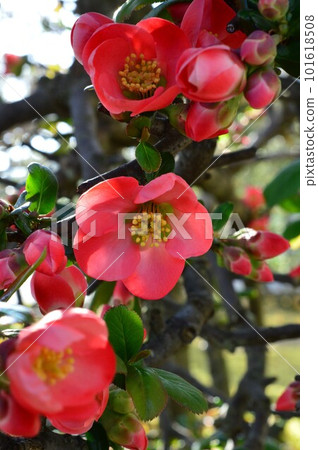 紅色 Mokko (Bokeh) Karaboke (Kara Mokko) 紅色 Mokko (Bokeh) Karaboke (Kara Mokko) 101618508