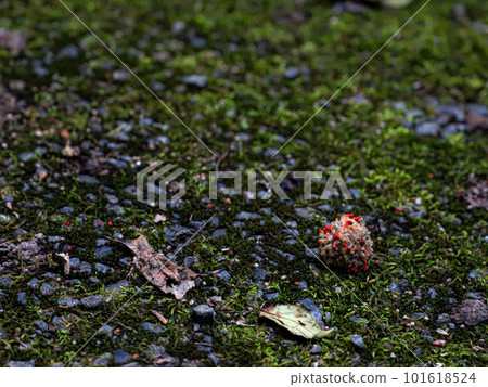 Camellia flower which fell 101618524