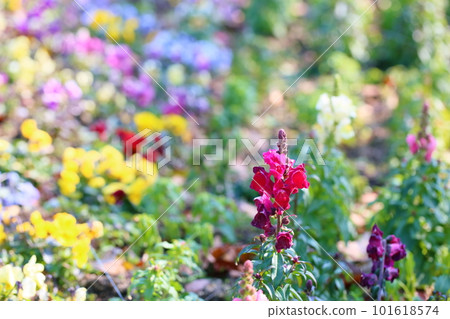 Red snapdragon flower 101618574