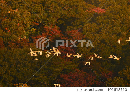 Swan of Tsuruoka Shimoike Swan of Tsuruoka Shimoike 101618710