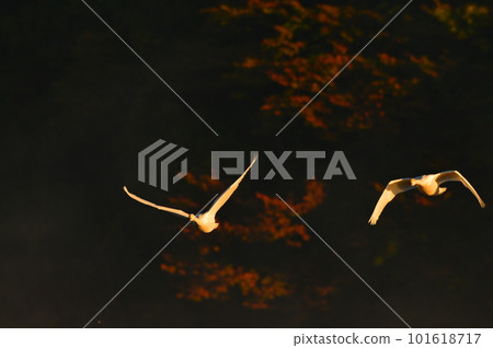 Swan of Tsuruoka Shimoike 101618717