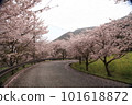 道路與櫻花 101618872