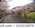 道路與櫻花 101618876