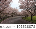 道路與櫻花 101618878
