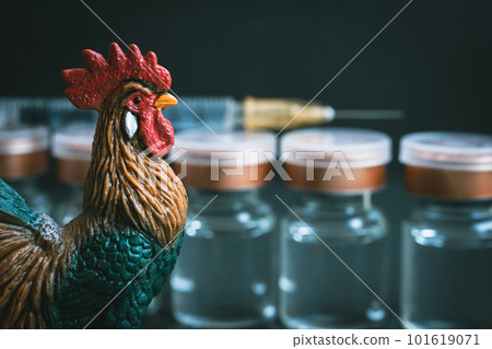 Chicken and vaccine Bird flu image material 101619071