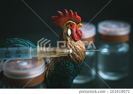 Chicken and vaccine Bird flu image material 101619072