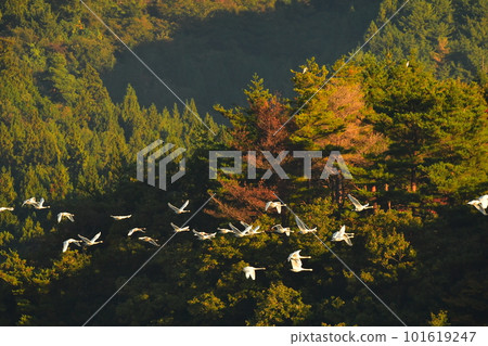 Swan of Tsuruoka Shimoike 101619247