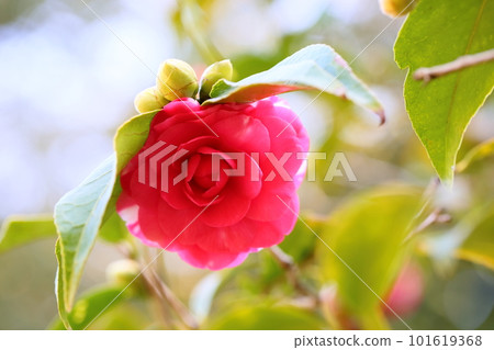 山茶花開花Kiku冬至 101619368