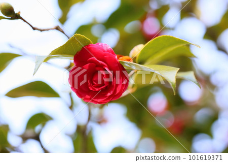 山茶花開花Kiku冬至 101619371