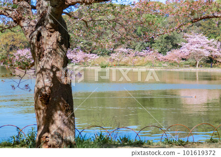 盛開的櫻花和池塘 101619372