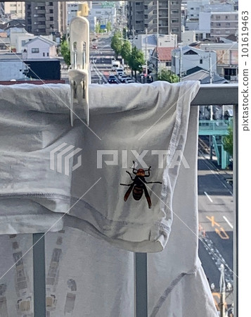 A bee perched on the laundry on the balcony 101619463