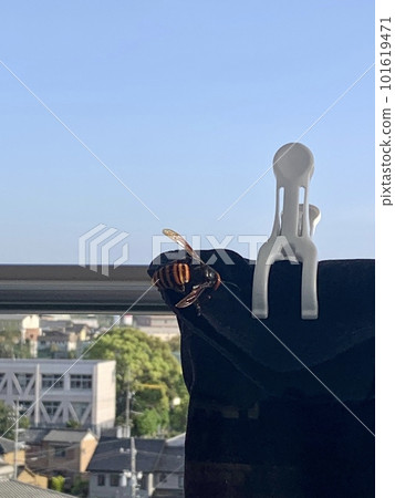 一隻大蜜蜂棲息在陽台的衣物上 101619471