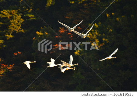 Swan of Tsuruoka Shimoike Swan of Tsuruoka Shimoike 101619533