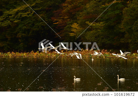Swan of Tsuruoka Shimoike 101619672