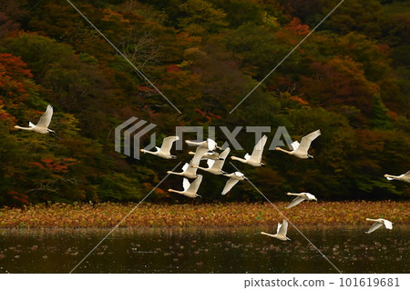 Swan of Tsuruoka Shimoike Swan of Tsuruoka Shimoike 101619681