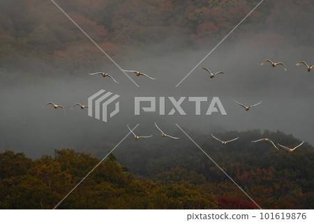 鶴岡Shimoike的天鵝 101619876