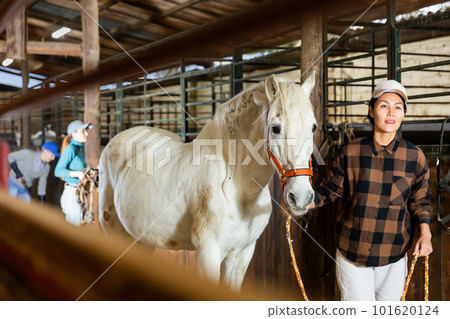 Woman horse holder leading white horse in stabling Woman horse holder leading white horse in stabling 101620124