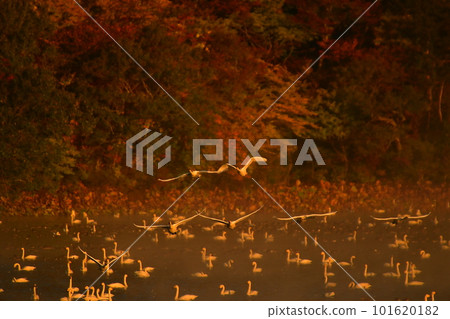 Swan of Tsuruoka Shimoike 101620182