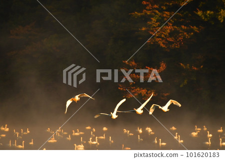 Swan of Tsuruoka Shimoike 101620183