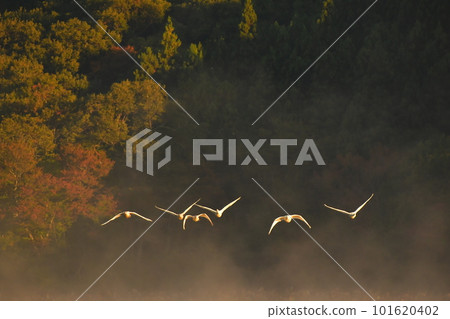 Swan of Tsuruoka Shimoike 101620402