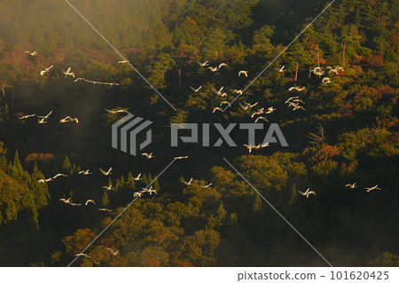 Swan of Tsuruoka Shimoike Swan of Tsuruoka Shimoike 101620425