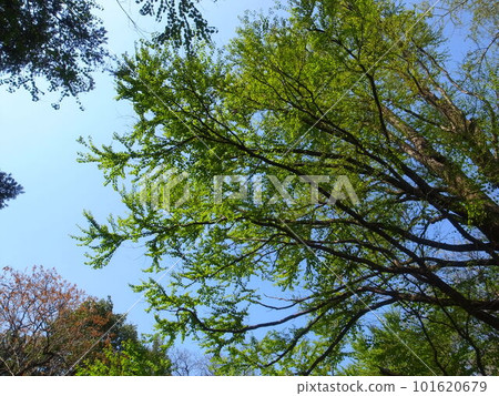 鮮綠色 鮮綠色 101620679