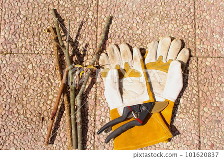 pruning and tools 101620837