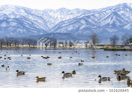 冬天的新潟冰湖 冬天的新潟冰湖 101620845