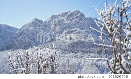Sunny mountain covered with snow and frost-covered trees 101620936