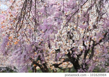 長野縣飯田市的風越公園（權助）盛開的櫻花 [八重紅垂枝櫻花] [野櫻花] 101620984