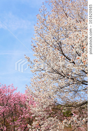 盛開的野櫻花和重瓣櫻花[藍天背景] 101620985
