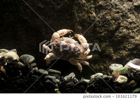 Venetian Crab, Marine Crab, Crab, Crustacean, Crab hiding under a rock Venetian Crab, Marine Crab, Crab, Crustacean, Crab hiding under a rock 101621179
