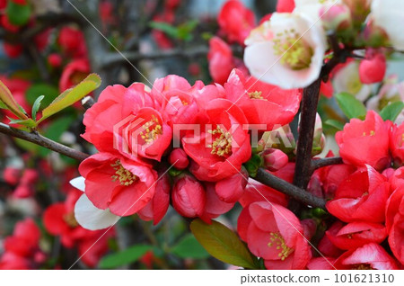 Red blurred flowers 101621310