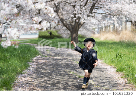 A toddler in a kindergarten uniform running on a cherry blossom road 101621320