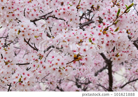 Cherry tree in full bloom  101621888