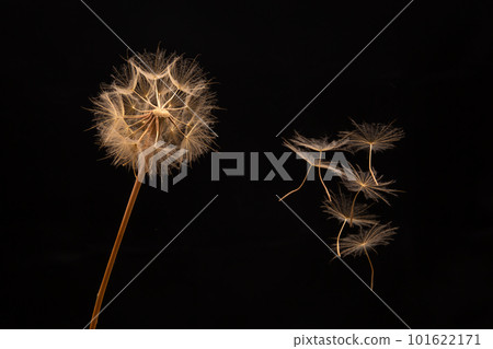 dandelion seeds fly from a flower on a dark background. botany and bloom growth propagation dandelion seeds fly from a flower on a dark background. botany and bloom growth propagation 101622171