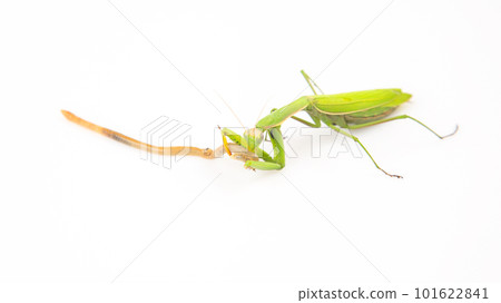 green praying mantis eats earthworm food on a white background. insect predator. nature and zoology green praying mantis eats earthworm food on a white background. insect predator. nature and zoology 101622841