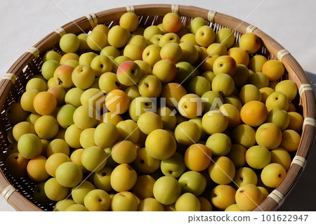 用於成熟的小李子和醃製的李子 用於成熟的小李子和醃製的李子 101622947