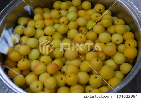 Umeboshi making / soaking in water to remove harshness from ume Umeboshi making / soaking in water to remove harshness from ume 101622964