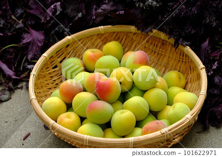 梅干製作、南光梅和紅紫蘇 101622971