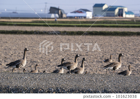 白額雁在地裡覓食 101623038