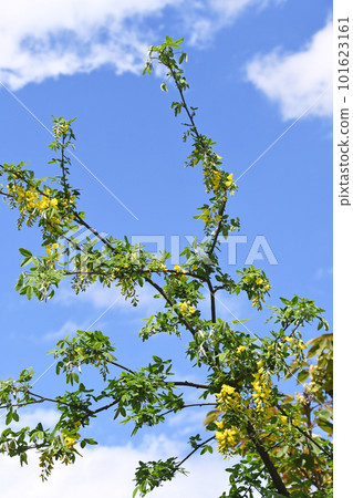 閃耀在藍天中的金紗麗 101623161